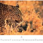 Leopard mit Fokus in goldgelbem Gras, ruhige Szene. Kalendertage zeigen April.