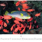 "Orient Süsslippe mit Soldatenfische" über einem Streifenfisch und mehreren roten Fischen in einem Korallenriff.