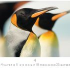 Zahlen 1-31, darunter "4", und links "CASARES EDITION". Zu sehen sind drei Pinguine in Nahaufnahme.