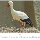 Zahlen 1-30, 4 hervorgehoben. Darunter ein Storch auf einem Nest.