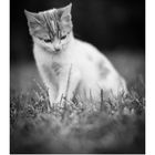 Kalenderseite April; Wochen- und Tagesnummern unten. Junge Katze sitzt im Gras, schwarz-weiß Aufnahme.