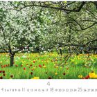 4, 18, 25. Blühender Obstgarten mit einer Wiese voller roter und gelber Tulpen unter blühenden Obstbäumen.