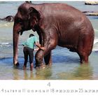 "Elefantenbad" unten links, ein Elefant im Wasser mit einer Person, die ihn wäscht. Unten sind Kalenderdaten.