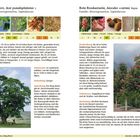 Berg-Ahorn: Beschreibung, Vorkommen, Verbreitung, Anmerkung. Rote Rosskastanie: Beschreibung, Vorkommen, Anmerkung.