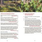 I. Schlüssel für die Hauptgruppen der Moose. II. Schlüssel für die Gipfelmoose. Text in zwei Spalten, oben Natur.