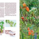 Text über Puffbohnen, Pflanzenvorbereitung und Sortennamen. Links oben Pflanzen und unten Wurzeln, rechts Tomaten im Garten.