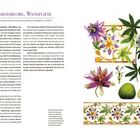 Passionsblume, Wandfliese: Beschreibung der Pflanze und ihrer Bedeutung sowie Keramikfliesen mit Passionsblumenmotiv.