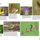Typische Ackerbewohner: Texte über Bienen, Schmetterlinge, Blumen, Vögel und Hasen mit entsprechenden Bildern.