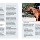 Ursachen von Kissing Spines beim Pferd, Hilfsmöglichkeiten, Foto mit Stute, die Schmerz mit Sattel verbindet.