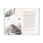 Text über den Nordamerikanischen Ochsenfrosch und seine lauten Rufe. Illustrationen: Frosch, Fliege, Schmetterling, Libellen.