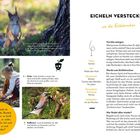 Illustration über Eicheln verstecken. Ein Eichhörnchen verwirrt potenzielle Diebe, indem es so tut, als würde es Nüsse verstecken.
