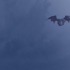 Es gibt keinen sichtbaren Text. Eine Fledermaus fliegt vor einem tiefblauen Hintergrund.