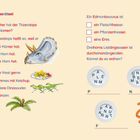 Leserätsel mit Fragen zu Triceratops und Edmontosaurus. Enthält Illustrationen eines Triceratops, Dinosaurier und Essen.