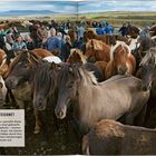 „SCHÖN GEZEICHNET. Wikinger brachten Pferde nach Island.“ Viele Islandpferde und Menschen, ländliche Landschaft im Hintergrund.