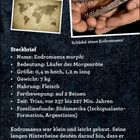 Spezialwissen: Steckbrief von Eodromaeus murphi, inkl. Größe, Nahrung, Fossilienfunde. Abb. eines Dinosaurierschädels.