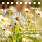 Freundschaft, das ist eine Seele in zwei Körpern. Aristoteles. Weiße Gänseblümchen in einem unscharfen, sonnigen Hintergrund.