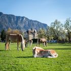 Grüne Wiese mit liegendem Fohlen, grasende Pferde im Vordergrund. Im Hintergrund ein Haus und Berge unter blauem Himmel.