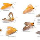 Beschreibung verschiedener Mottenarten mit wissenschaftlichen Namen wie "Asota heliconia" und "Neochera marmorea". Helle Farben.