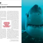 HAIANGRIFF - DAS MEER VOR RÉUNION; Im indischen Ozean herrschen ideale Bedingungen für Begegnungen von Hai und Mensch; Foto eines weißen Hais.