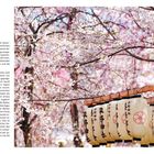 Links: "Hanami-Zauber". Text über die kulturelle Bedeutung der Kirschblüte in Japan. Rechts: Blühende Kirschbäume, Laternen.