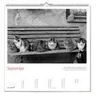 Kalenderseite für September, Zitat von Joel Dicker oben. Schwarz-weißes Foto von sechs Katzen auf einer Holzbank.