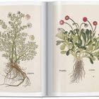 Links steht "SCENTLESS MAYWEED", "Rindsaug", "LXXVIII". Rechts "DAISY", "Gänsblüm", "LXXIX". Illustration zweier Pflanzen.