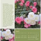 Text: "Ich wünsche dir Fingerspitzengefühl ..." von Doro Zachmann, Monat April, Kalender. Hintergrund: Rosa und weiße Rosen.