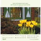 "Seid nicht bekümmert; denn die Freude am Herrn ist eure Stärke." Nehemia 8,10. Gelbe Tulpen vor einem Haus.