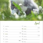 April-Kalender mit Monatsübersicht. Oben: Niedliches Kätzchen mit grünem Hintergrund.