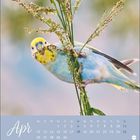 Kalender mit Monat April. Ein bunter Wellensittich sitzt auf einem Grashalm.