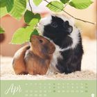 Kalenderblatt für April mit zwei Meerschweinchen, die an einem Ast mit grünen Blättern knabbern.