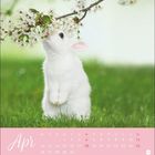 Kalenderseite: Monat April. Ein weißes Kaninchen schnuppert an blühendem Ast auf grünem Gras.
