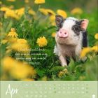 Zitat: "Glück liegt nicht darin, dass man tut, was man mag, sondern mag, was man tut." Kalenderseite April, Ferkel in Löwenzahn.