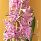 "Hyacinthus Hyazinthe", Kalender für April. Pinke Hyazinthenblüten vor einem warmen, gelben Hintergrund.
