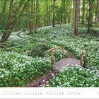 APRIL: Ein schmaler Holzsteg führt durch grünen Wald und dichte Blütenteppiche aus weißen Blumen.