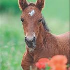 „April“ steht oben, darunter sind die Zahlen 1 bis 30 in einer Reihe. Ein Fohlen mit lockigem Fell schaut dich im Vordergrund an.
