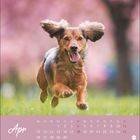 "Apr", Wochenkalender mit Daten. Ein fröhlicher Hund springt auf grünem Gras, Hintergrund in unscharfem Rosa.
