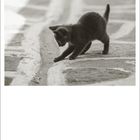 "04" unten, datierte Zahlenreihe darunter. Ein schwarz-weißes Foto einer jungen Katze, die spielerisch auf dem Boden agiert.