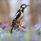 Text: "April" und Kalendertage. Ein Specht sitzt auf einem Ast inmitten von lila und grünen Blumen.