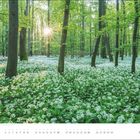 "APRIL" steht unten. Darunter ein Kalender. Sonnendurchfluteter Wald mit weißen Blüten, grünen Blättern, hohe Bäume.