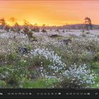 Kalender mit Datum 04 hervorgehoben. Landschaft mit weiß blühendem Feld und Bäumen im Sonnenuntergang.