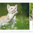 "HAPPY-GO-LUCKY" ... und "APRIL" unten. Zwei Kätzchen im Gras, eins spielt mit einem Halm, das andere schleicht.