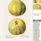 DEZEMBER, 49. WOCHE, 6. bis 12. Montag bis Sonntag. Quitte, Cydonia oblonga. Zwei goldene Früchte, detaillierte Illustration.
