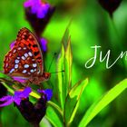 Text: "Juni". Ein orangefarbener Schmetterling sitzt auf einer lila Blüte, vor verschwommenem grünem Hintergrund.