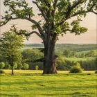 April 2024 Kalenderblatt: Ein großer Baum steht auf einer weitläufigen Wiese unter klarem Himmel.