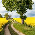 Kalender für April 2021. Ein Feldweg führt zwischen gelben Rapsfeldern entlang, gesäumt von einem großen Baum.