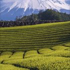 Kalenderseite für April 2024; zeigt schneebedeckten Berg über grünen Teefeldern unter blauem Himmel.