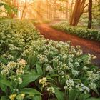 Kalenderseite für April 2021, geschwungene grüne "4". Sonniger Waldweg mit Bärlauchblüten.