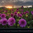 April 2024 Kalender. Purpurne Dahlien blühen auf einem weiten Feld, während die Sonne am Horizont untergeht.