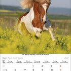 Kalenderseite April 2027. Ein Pferd mit wehendem Schweif galoppiert durch blühende Felder.